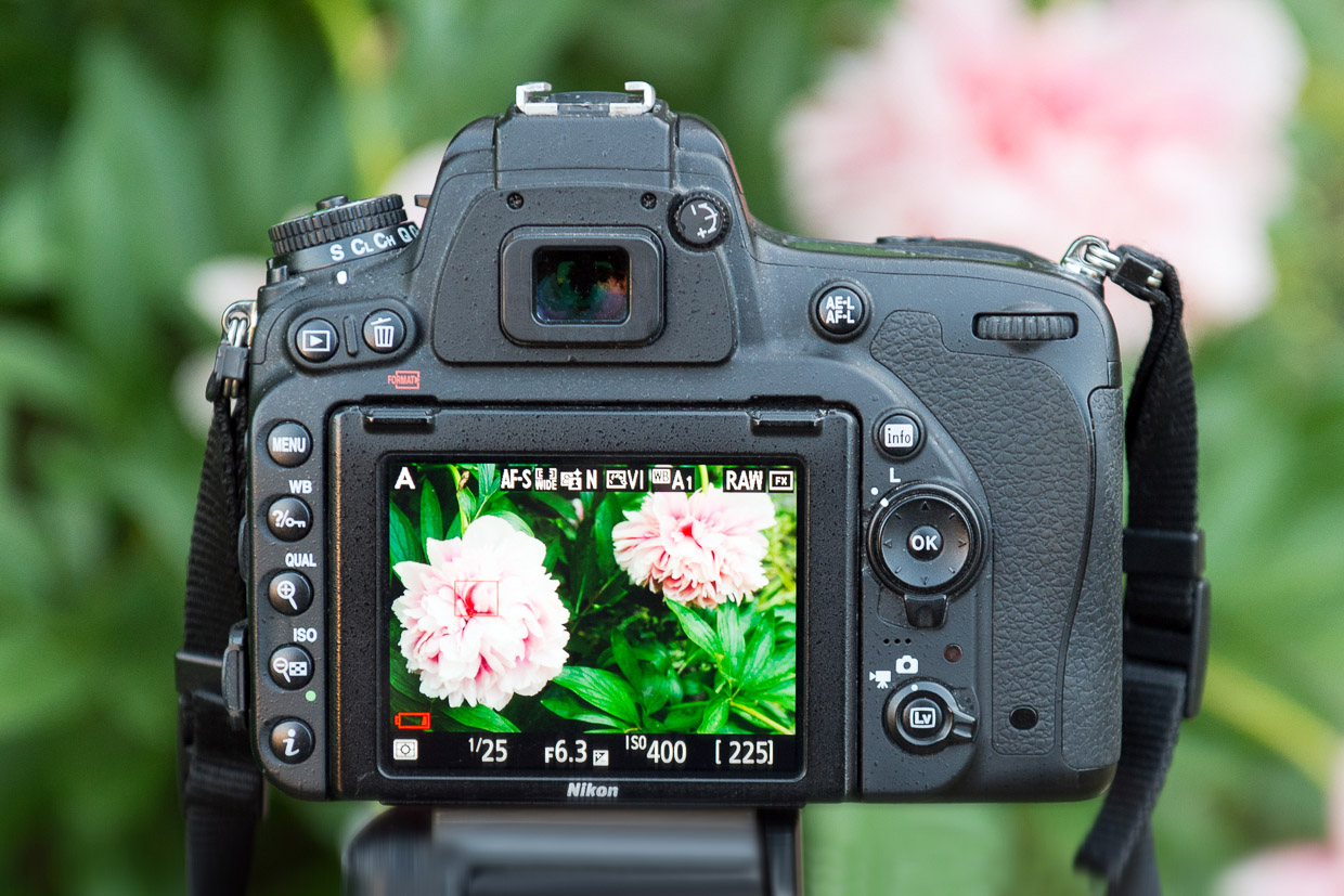 Display einer Digitalen Kamera zu sehen mit rosa Blüte im Fokus