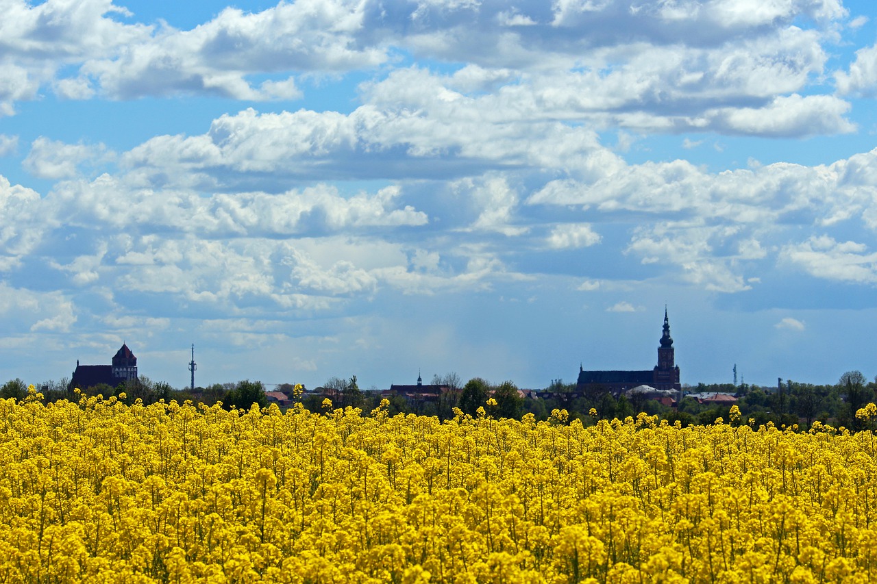 Blühendes Rapsfeld in Greifswald